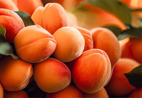 apricot fruit cancer cure