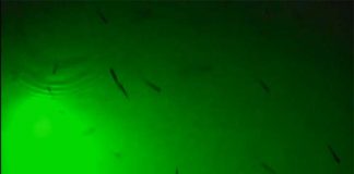 Submersible LED Fishing Lights green