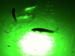 underwater green led fishing lights