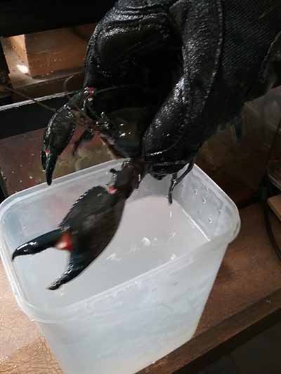 Giving yabbie parasites a saltwater bath