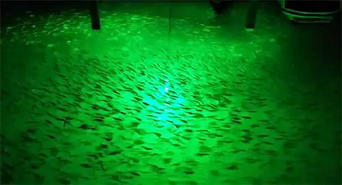 Green Submersible LED Fishing Lights attracting fish