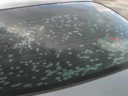 how to remove window tint from cars and house windows